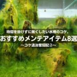 時間を掛けずに無くしたい水槽のコケ。おすすめメンテアイテム8選～コケ退治奮闘記②～