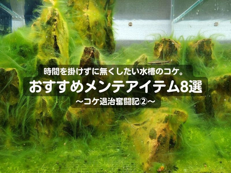 時間を掛けずに無くしたい水槽のコケ。おすすめメンテアイテム8選～コケ退治奮闘記②～