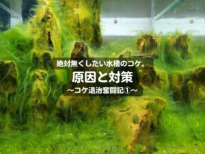 絶対無くしたい水槽のコケ。原因と対策～コケ退治奮闘記①～