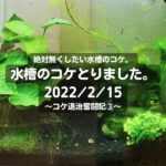 絶対無くしたい水槽のコケ。水槽のコケとりました。2022/2/15～コケ退治奮闘記③～