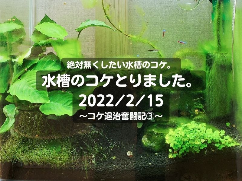 絶対無くしたい水槽のコケ。水槽のコケとりました。2022/2/15～コケ退治奮闘記③～