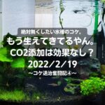 絶コケ。もう生えてきてるやん。CO2添加は効果なし？2022/2/19～コケ退治奮闘記④～