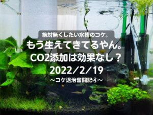 絶コケ。もう生えてきてるやん。CO2添加は効果なし？2022/2/19～コケ退治奮闘記④～