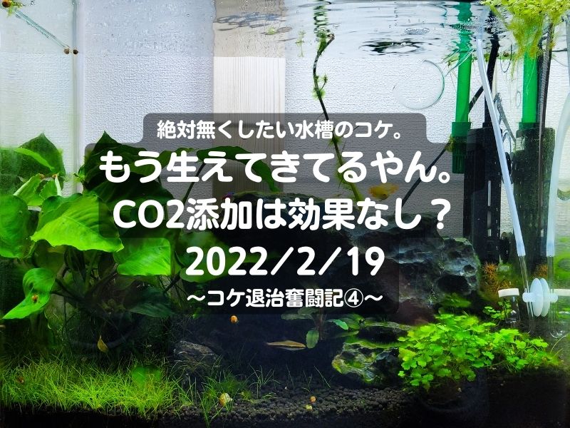 絶コケ。もう生えてきてるやん。CO2添加は効果なし？2022/2/19～コケ退治奮闘記④～