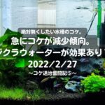 絶コケ。急にコケが減少傾向。ジクラウォーターが効果あり？2022/2/27～コケ退治奮闘記⑤～