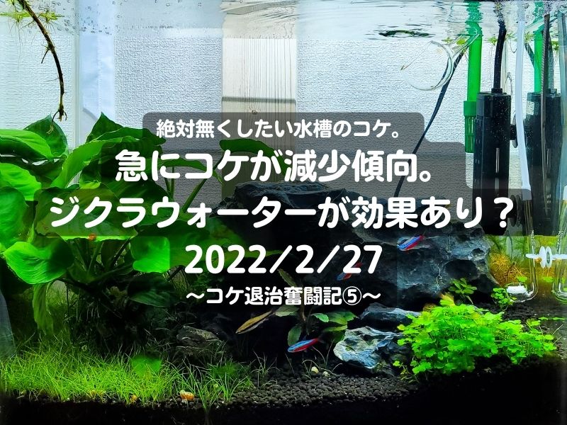 絶コケ。急にコケが減少傾向。ジクラウォーターが効果あり？2022/2/27～コケ退治奮闘記⑤～